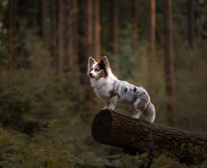 Dog Portraits In Colorful Harmony by Omica