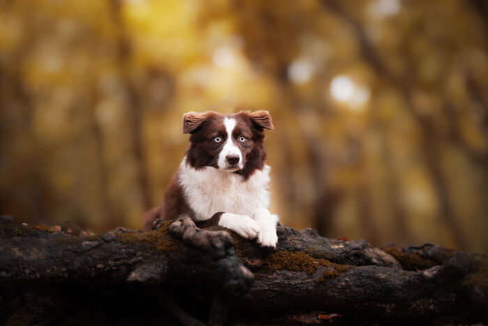 Dog Portraits In Colorful Harmony by Omica