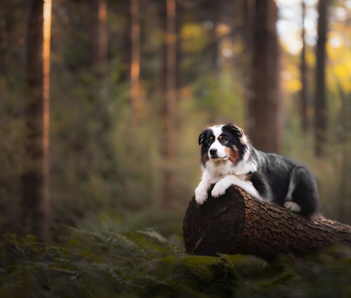 Dog Portraits In Colorful Harmony by Omica