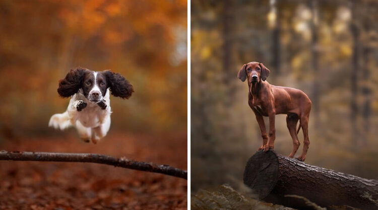 Dog Portraits In Colorful Harmony by Omica