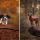 Dog Portraits In Colorful Harmony by Omica