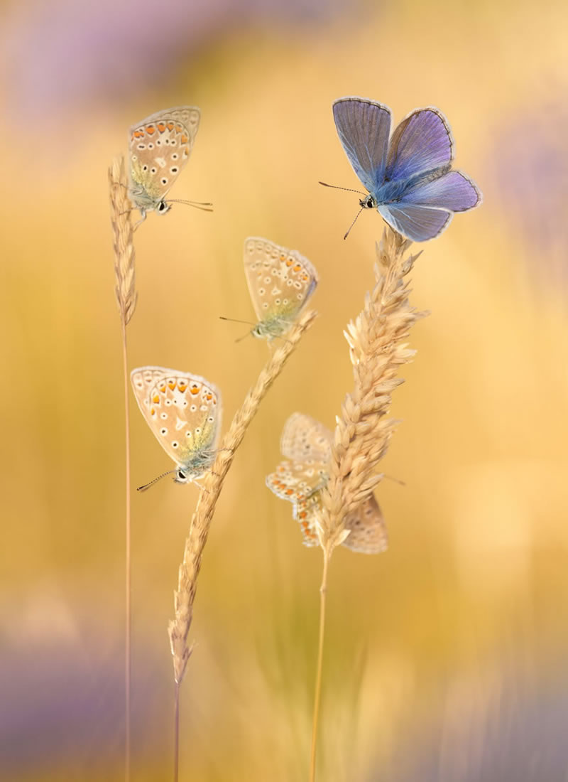 International Garden Photographer Of The Year 2023 Winners