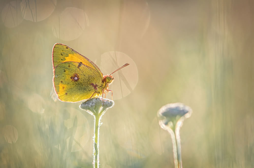 International Garden Photographer Of The Year 2023 Winners