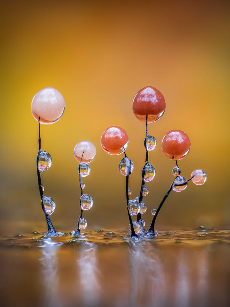 International Garden Photographer Of The Year 2023 Winners