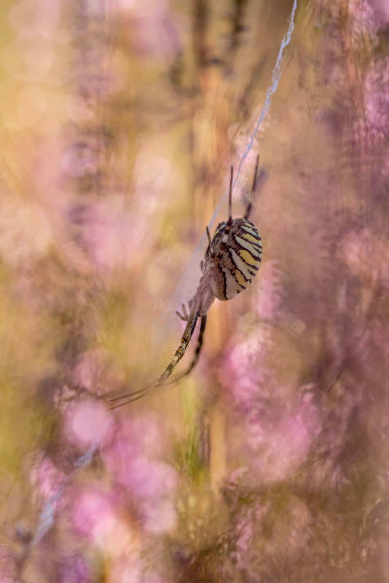 International Garden Photographer Of The Year 2023 Winners