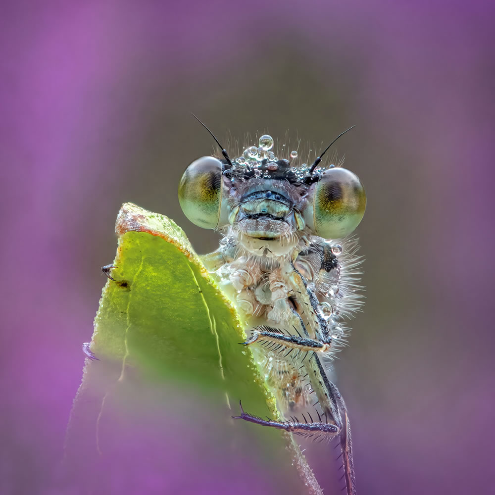 International Garden Photographer Of The Year 2023 Winners