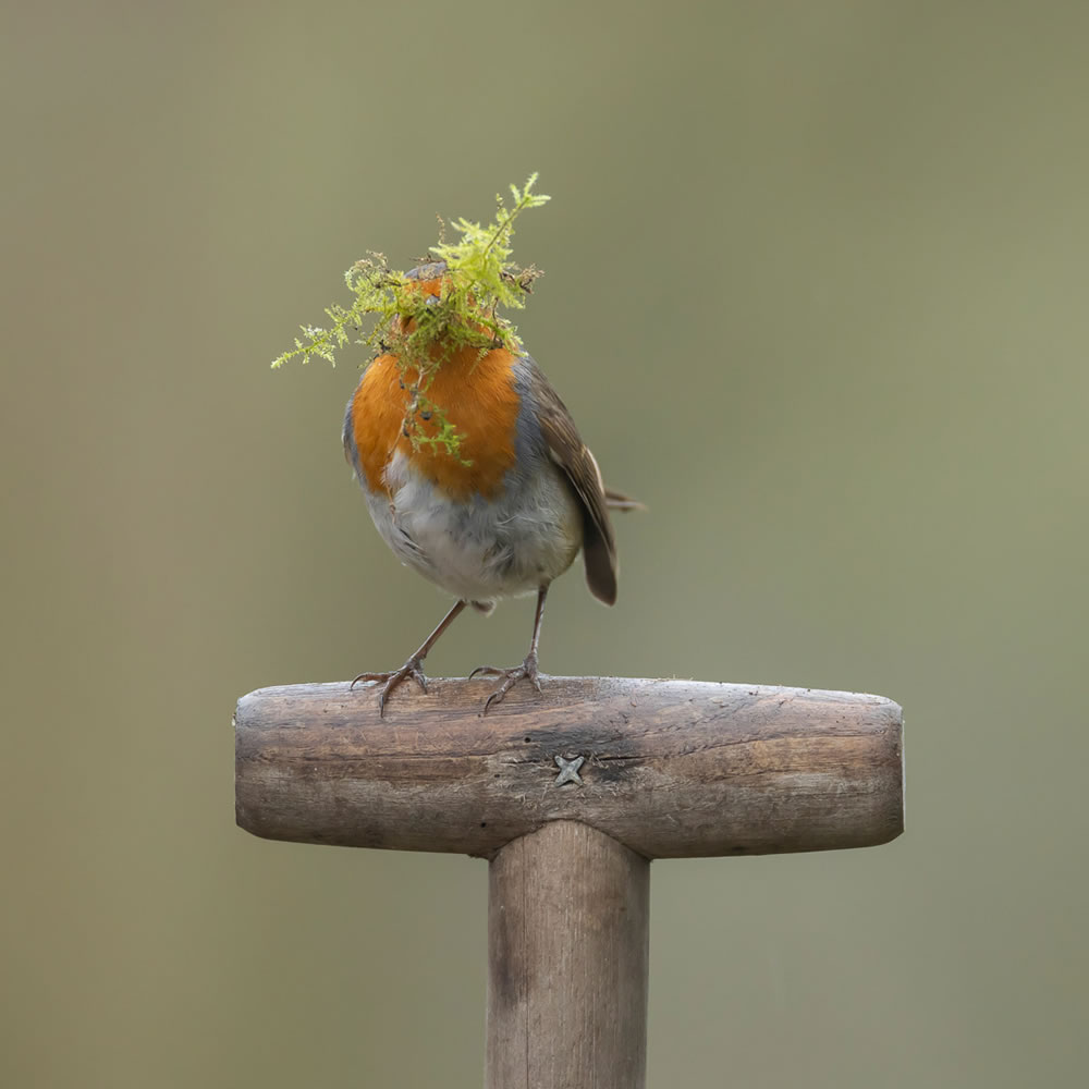 International Garden Photographer Of The Year 2023 Winners