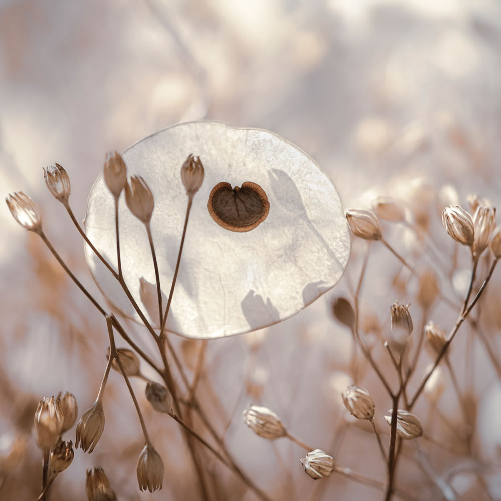 International Garden Photographer Of The Year 2023 Winners