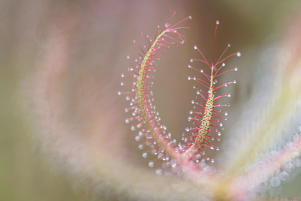 International Garden Photographer Of The Year 2023 Winners