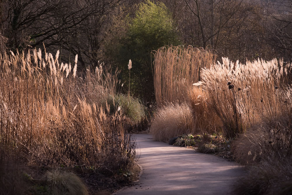 International Garden Photographer Of The Year 2023 Winners