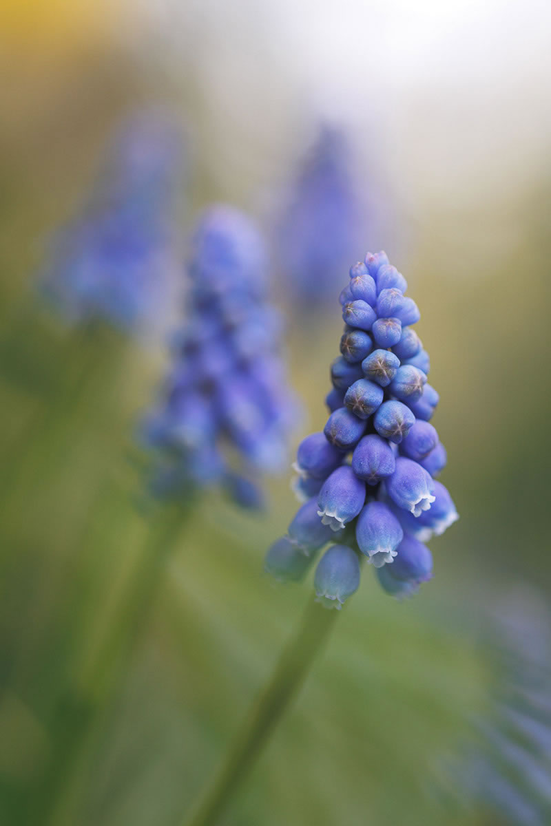 International Garden Photographer Of The Year 2023 Winners