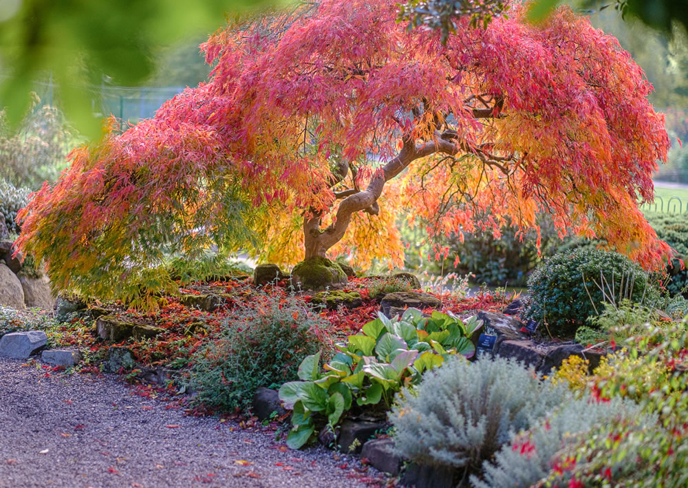 International Garden Photographer Of The Year 2023 Winners