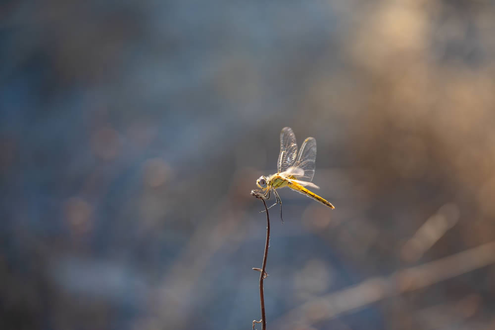 Gurushots Milimalism Photo Challenge Winners