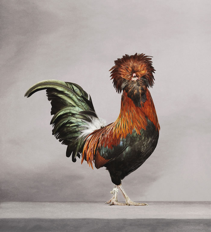 The Beauty Of Chickens by Alex ten Napel