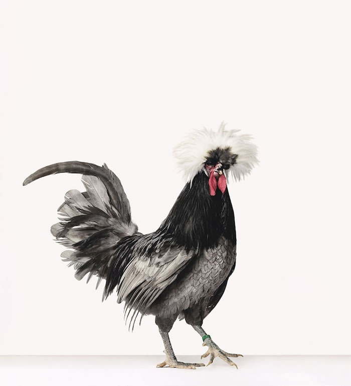 The Beauty Of Chickens by Alex ten Napel