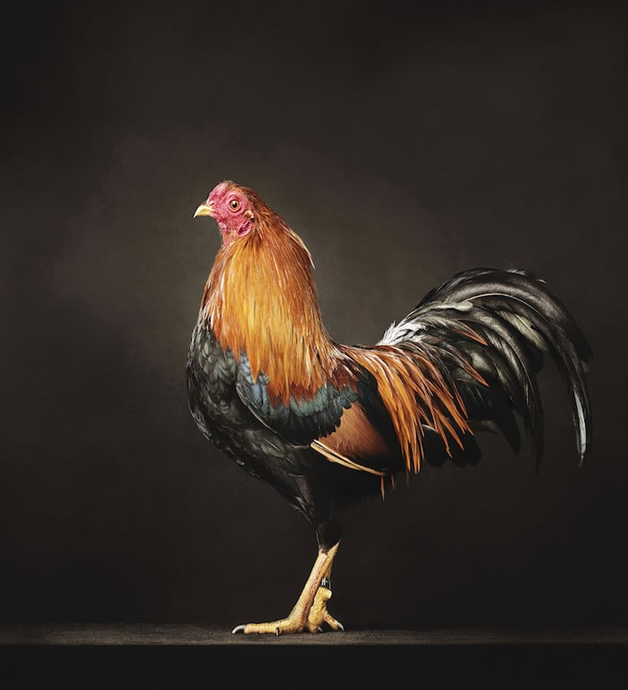 The Beauty Of Chickens by Alex ten Napel