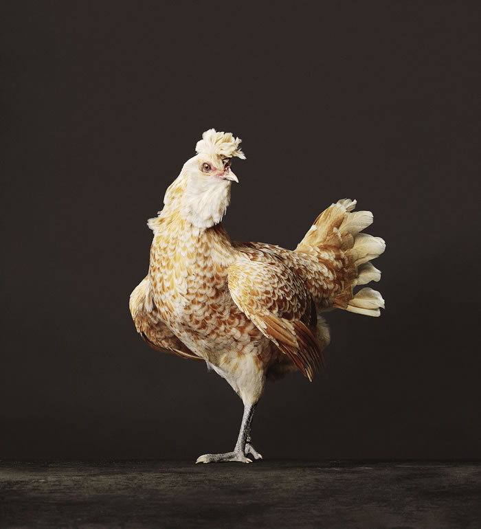 The Beauty Of Chickens by Alex ten Napel