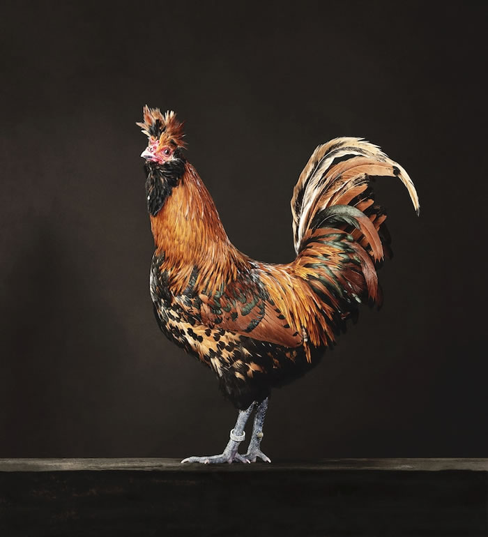 The Beauty Of Chickens by Alex ten Napel