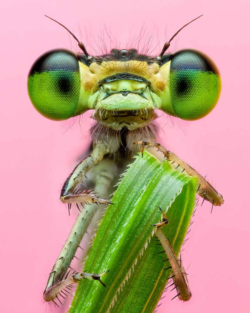 Nature Winning Photos Of International Photography Awards