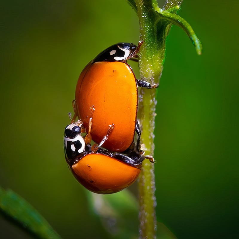 Enchanting Macro Photography by Mark Andrew Thomas