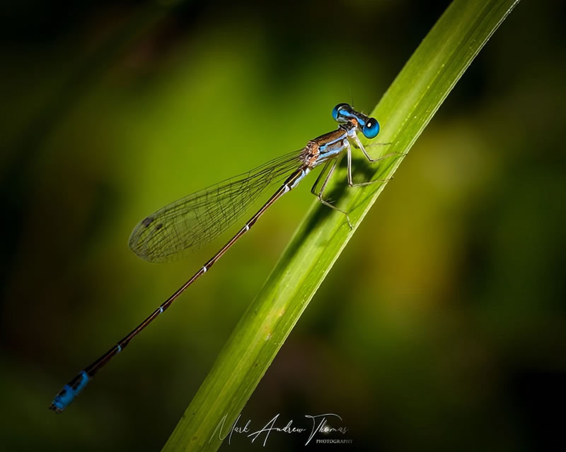 Enchanting Macro Photography by Mark Andrew Thomas