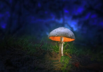 Enchanting Macro Photography by Mark Andrew Thomas