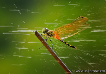 Macro Photography by Uda Dennie