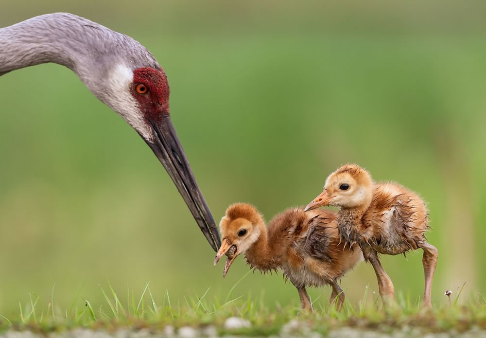 Nature Conservancy Awards 2023 Winners