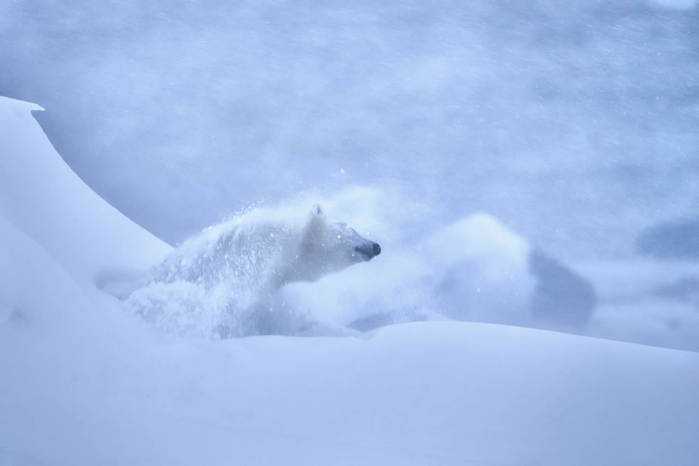 Nature Photographer Of The Year 2023 Winners