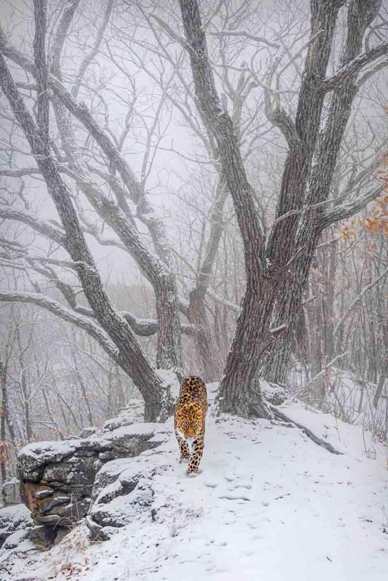 Nature Photographer Of The Year 2023 Winners