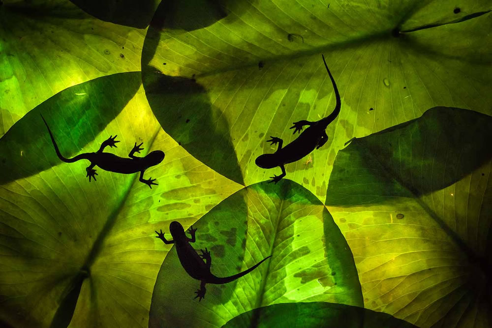 Nature Photographer Of The Year 2023 Winners