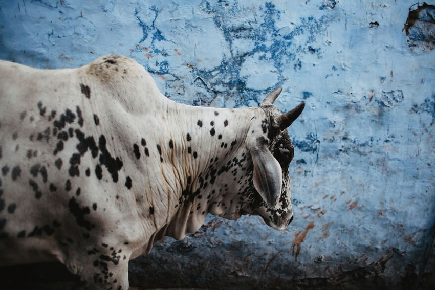 The Daily Life Of People In India by Anastasiya Dubrovina