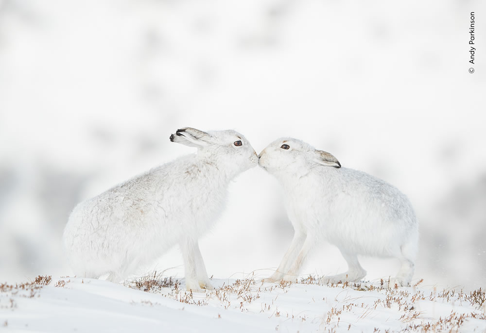 People’s Choice Photos of Wildlife Photographer of the Year 2023