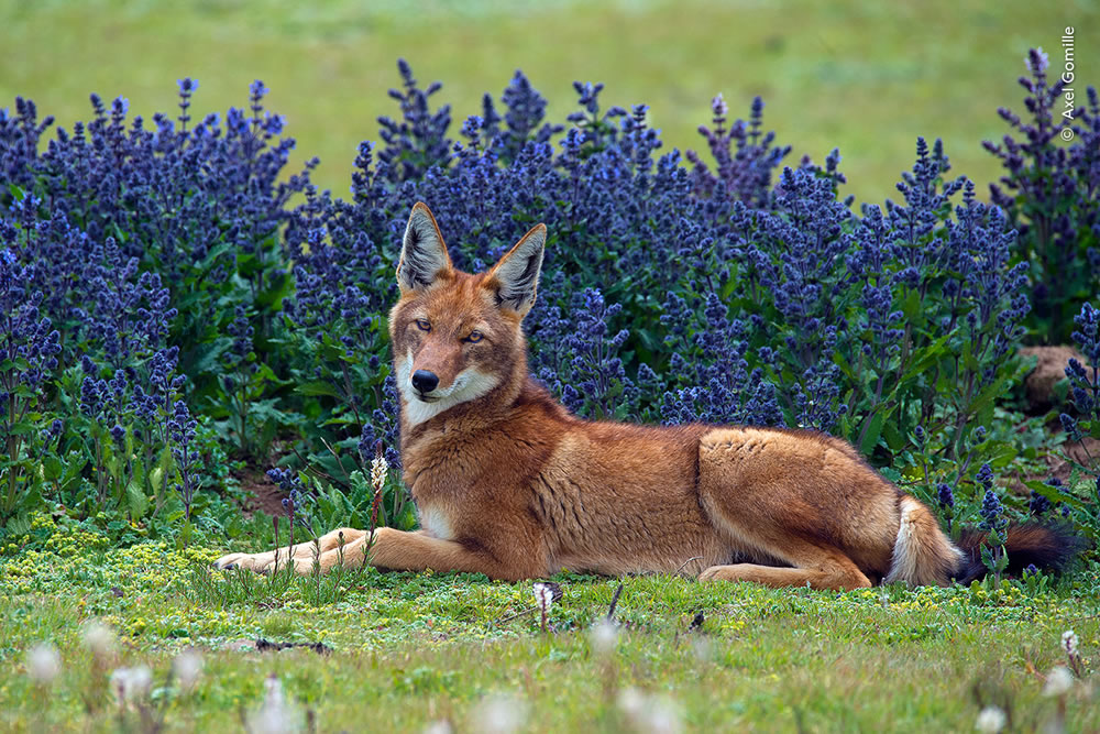 People’s Choice Photos of Wildlife Photographer of the Year 2023