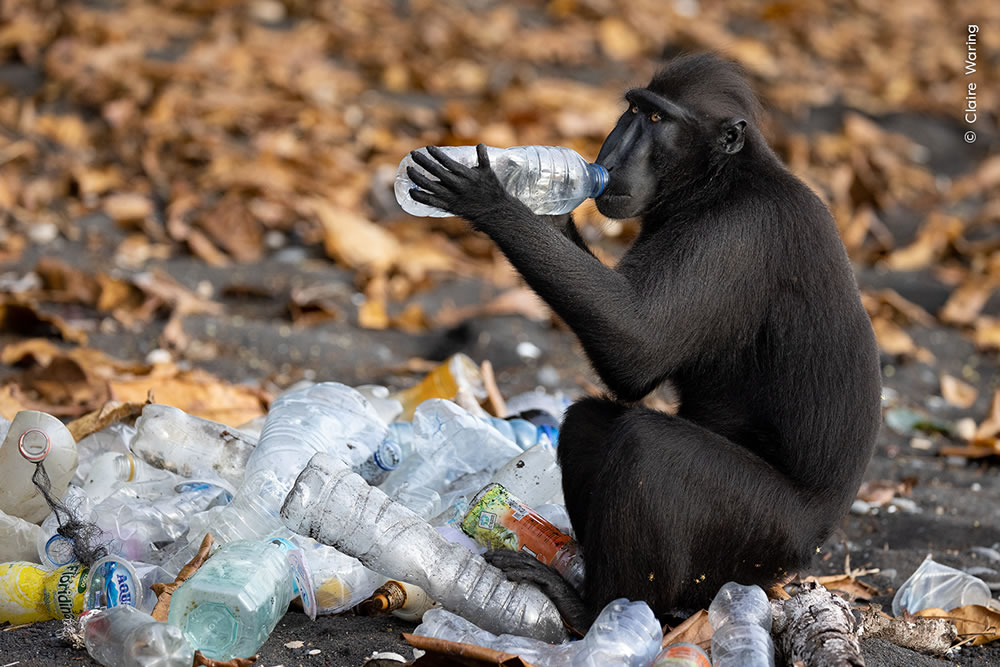 People’s Choice Photos of Wildlife Photographer of the Year 2023