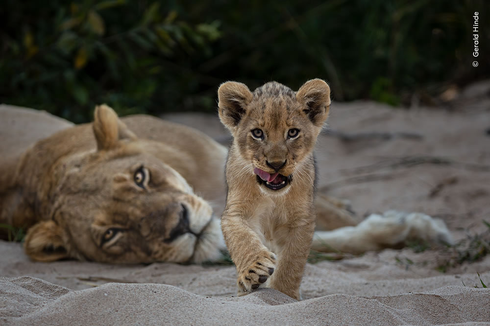 People’s Choice Photos of Wildlife Photographer of the Year 2023