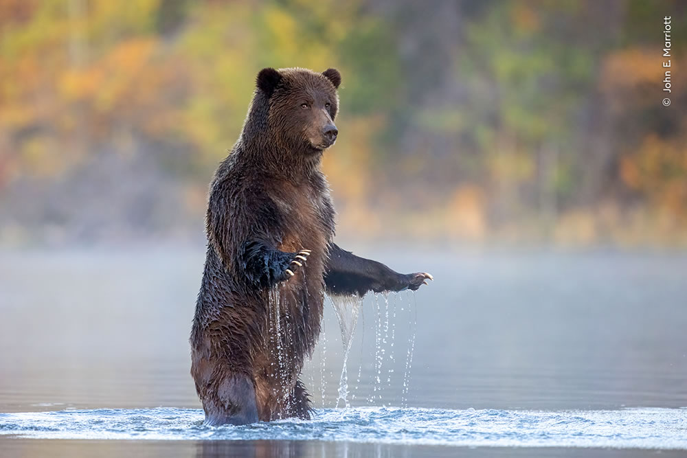 People’s Choice Photos of Wildlife Photographer of the Year 2023