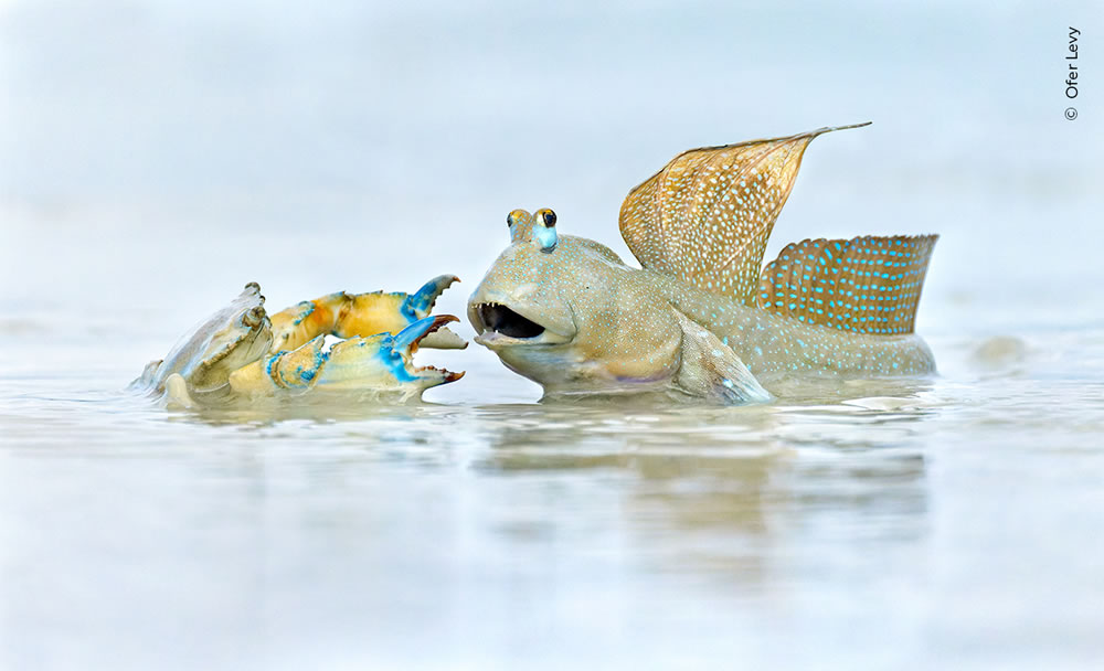 People’s Choice Photos of Wildlife Photographer of the Year 2023