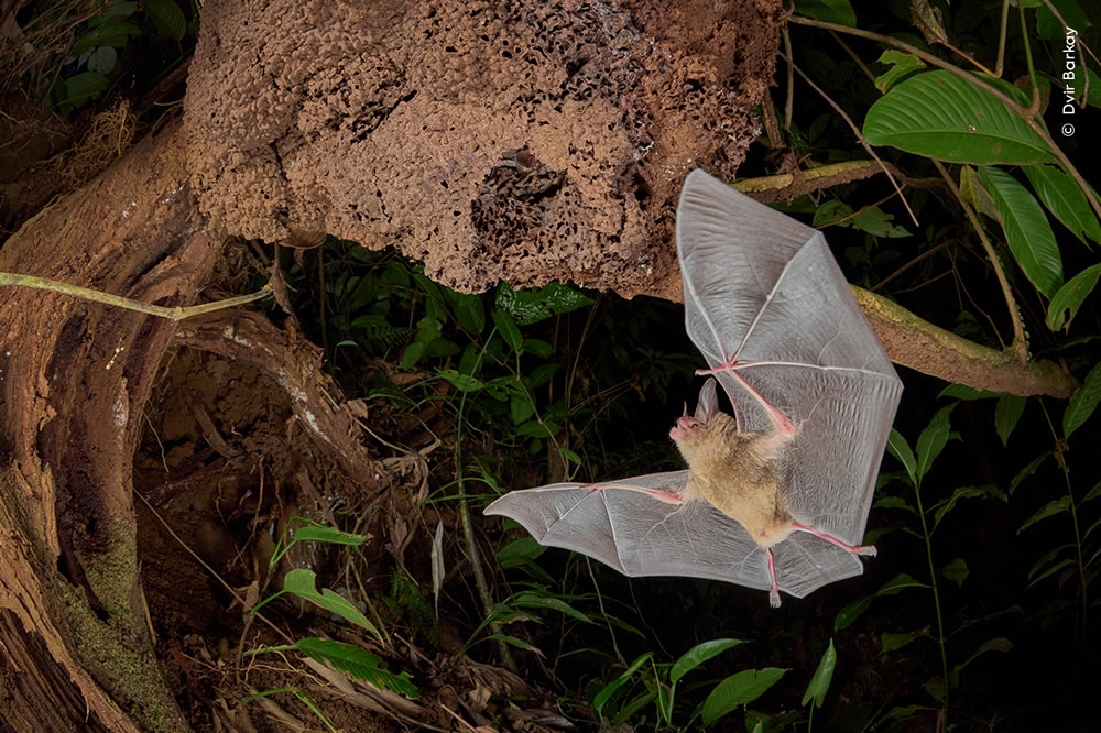 People’s Choice Photos of Wildlife Photographer of the Year 2023