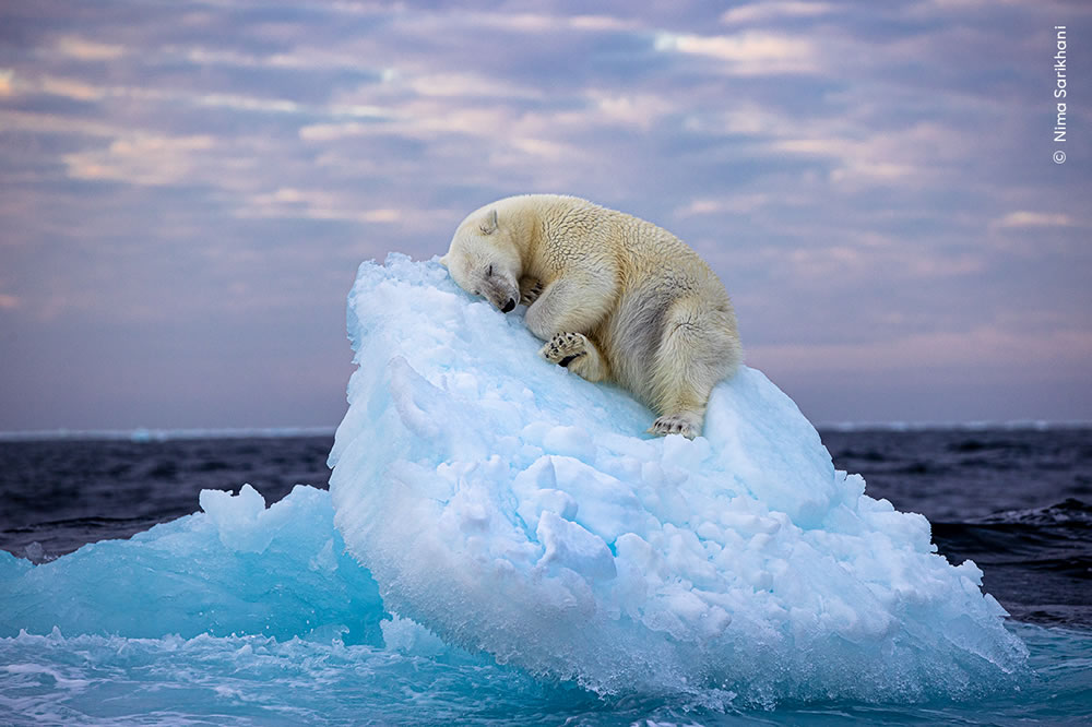 People’s Choice Photos of Wildlife Photographer of the Year 2023