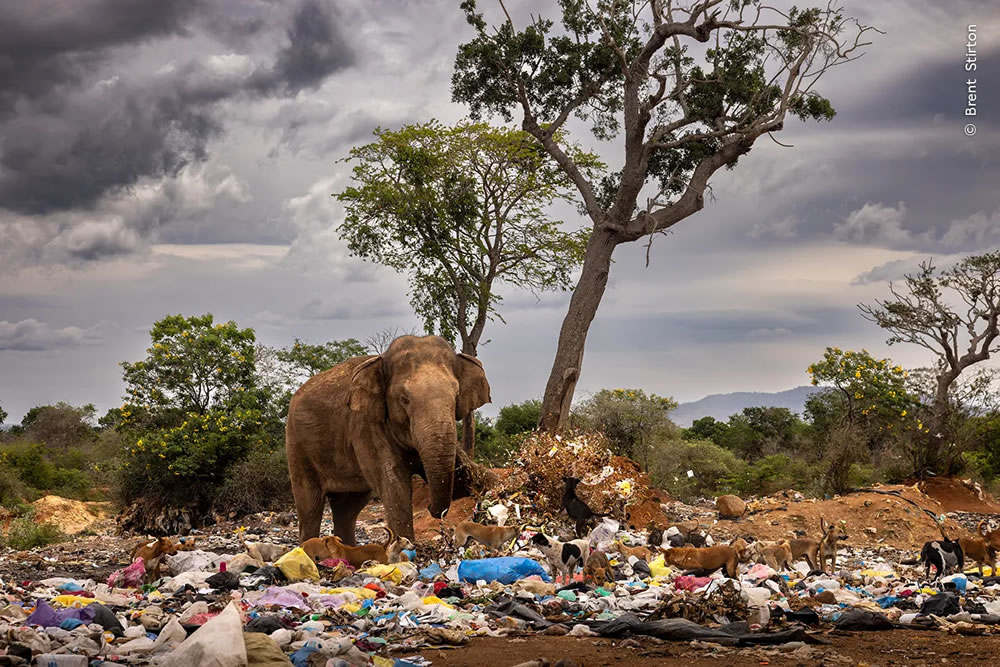 People’s Choice Photos of Wildlife Photographer of the Year 2023