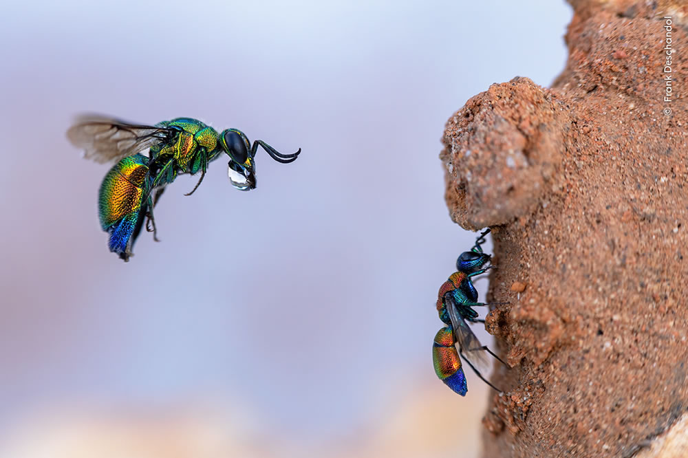 People’s Choice Photos of Wildlife Photographer of the Year 2023