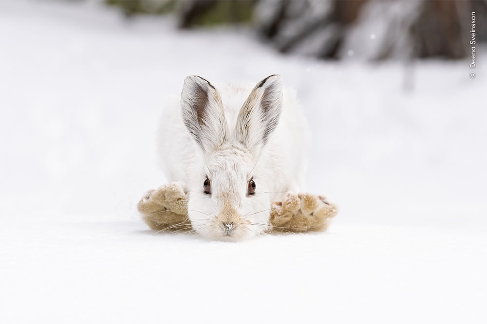 People’s Choice Photos of Wildlife Photographer of the Year 2023