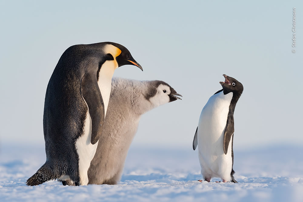 People’s Choice Photos of Wildlife Photographer of the Year 2023