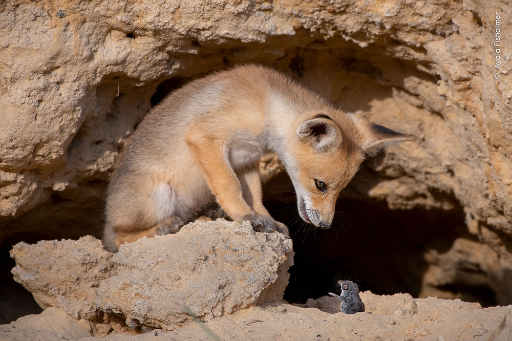 People’s Choice Photos of Wildlife Photographer of the Year 2023