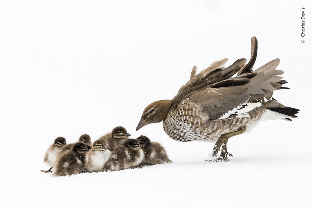 People’s Choice Photos of Wildlife Photographer of the Year 2023