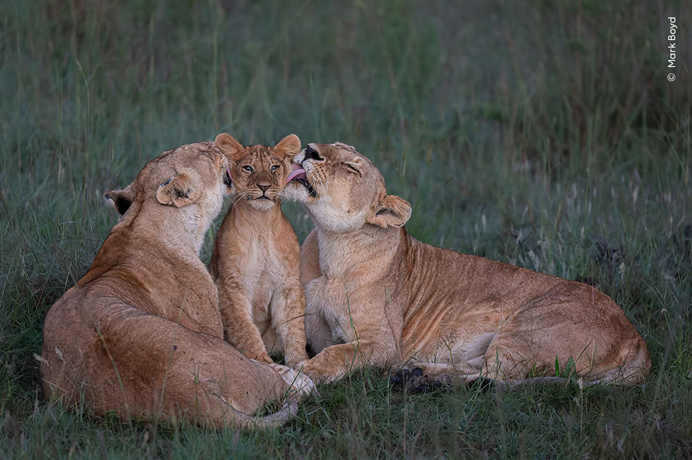 People’s Choice Photos of Wildlife Photographer of the Year 2023