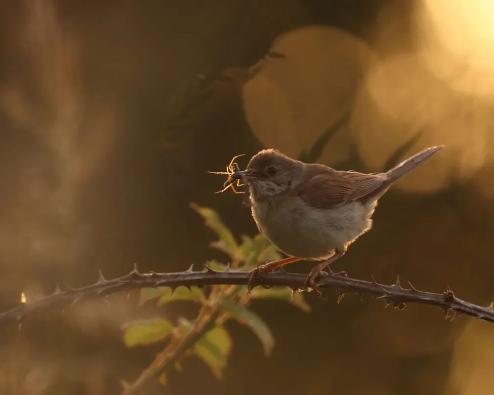 Young Award-Winning Wildlife Photographers in 2024