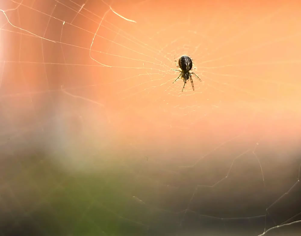 Young Award-Winning Wildlife Photographers in 2024