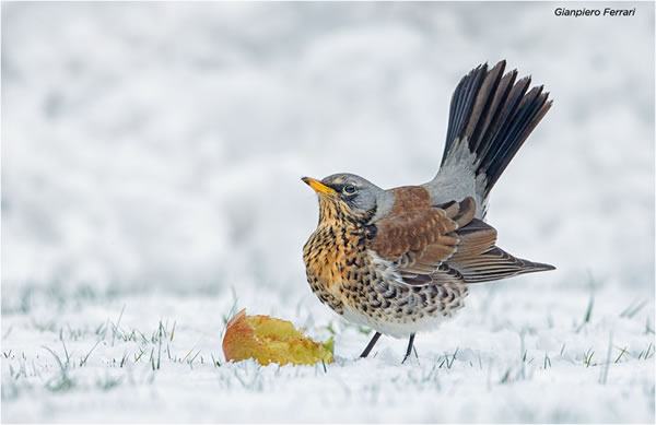 SINWP Bird Photographer Of The Year